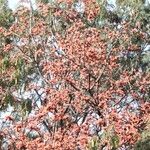 Butea monosperma Flower