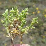 Lysimachia linum-stellatum Plante entière