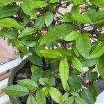 Sageretia thea Leaf
