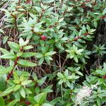 Gaultheria myrsinoides List