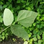 Amphicarpaea bracteata Blatt