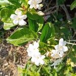 Jasminum sambacBlüte