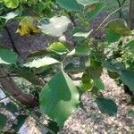 Dalbergia latifolia Leaf