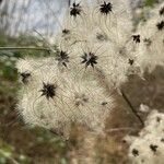 Clematis tangutica Floare