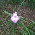 Tradescantia bracteata Flower
