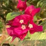 Bougainvillea × buttiana Kwiat