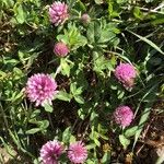 Trifolium pratenseList