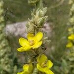 Verbascum undulatum Flower