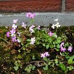Malcolmia maritima ശീലം