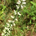 Aletris farinosa Цветок