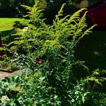 Solidago rugosa Celota