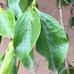 Strychnos spinosa Blatt