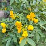 Senna occidentalis Floro