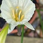 Narcissus bulbocodium Fleur