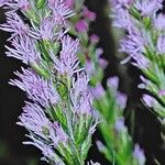 Liatris spicata Flower