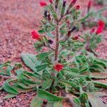 Echium horridum Pokrój