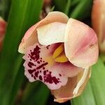 Cymbidium devonianumΛουλούδι