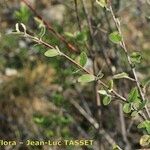 Cotoneaster nebrodensis Anders