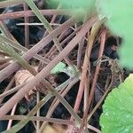 Pelargonium mossambicense Bark