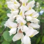 Robinia viscosa Λουλούδι
