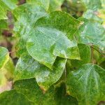 Acer buergerianum Leaf