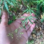 Galium aristatum 葉