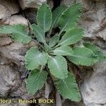 Campanula petraea 葉