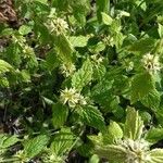 Lamium flexuosumBlad