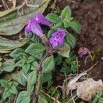 Clinopodium alpinum Flower