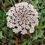 Daucus muricatus Fula