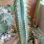 Pilosocereus pachycladus Hostoa