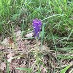 Muscari comosum 花