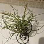 Tillandsia schiedeana Folla