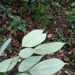 Sarcotheca griffithii Leaf