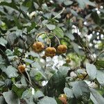 Dichostemma glaucescens Fruit