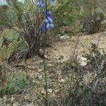 Delphinium scaposum Habit