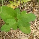 Ficus palmata Blad