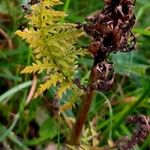 Pedicularis foliosa List