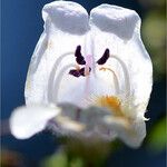 Penstemon arkansanus Blomst