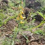 Crotalaria brevidens Kvet