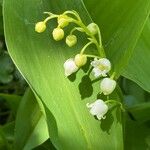 Convallaria majalisFleur