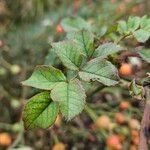 Rosa abietina Leaf