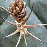 Gymnocalycium pflanzii Frucht