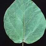 Catalpa ovata ഇല
