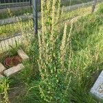 Artemisia vulgarisKukka