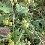 Humulus lupulusFlower