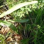 Colchicum longifolium Leaf