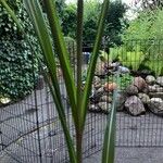 Miscanthus × longiberbisList