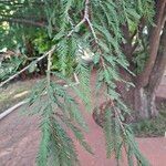 Taxodium distichumLevél