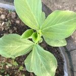 Vicia faba Blatt